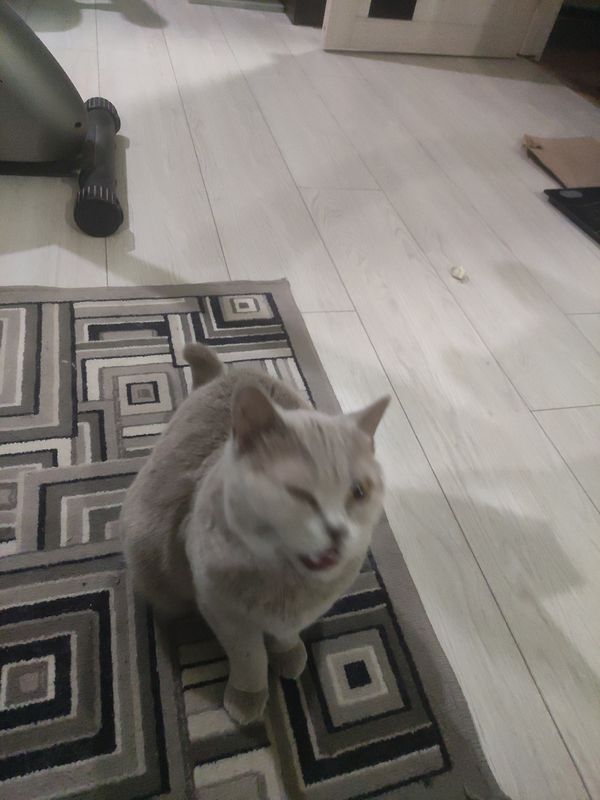 Кошка